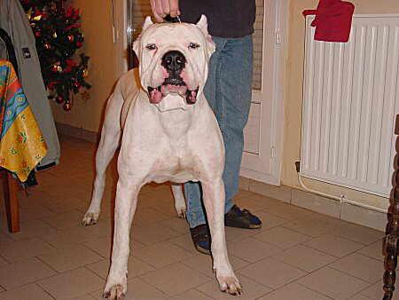 voila le chien du mon ami